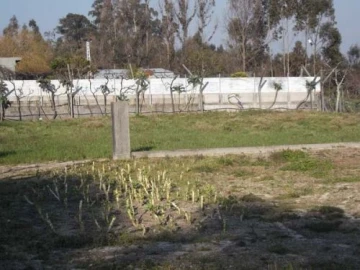 Terreno para Venda em São Mamede de Recezinhos