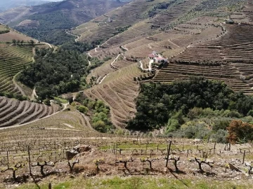 Quinta T6 para Venda em Guiães