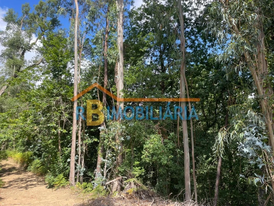 Quinta para Venda em Rossas Foto 8