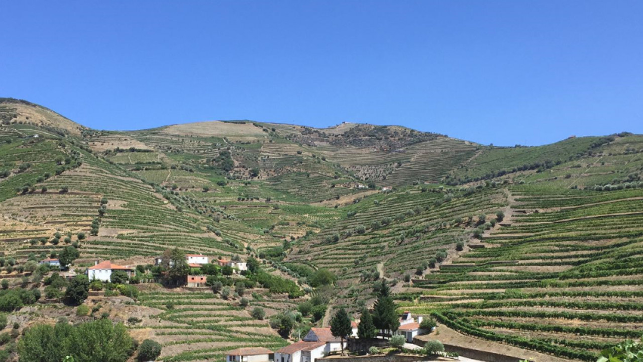 Terreno Agricola ou Rústico para Venda em Ervedosa do Douro Foto 1