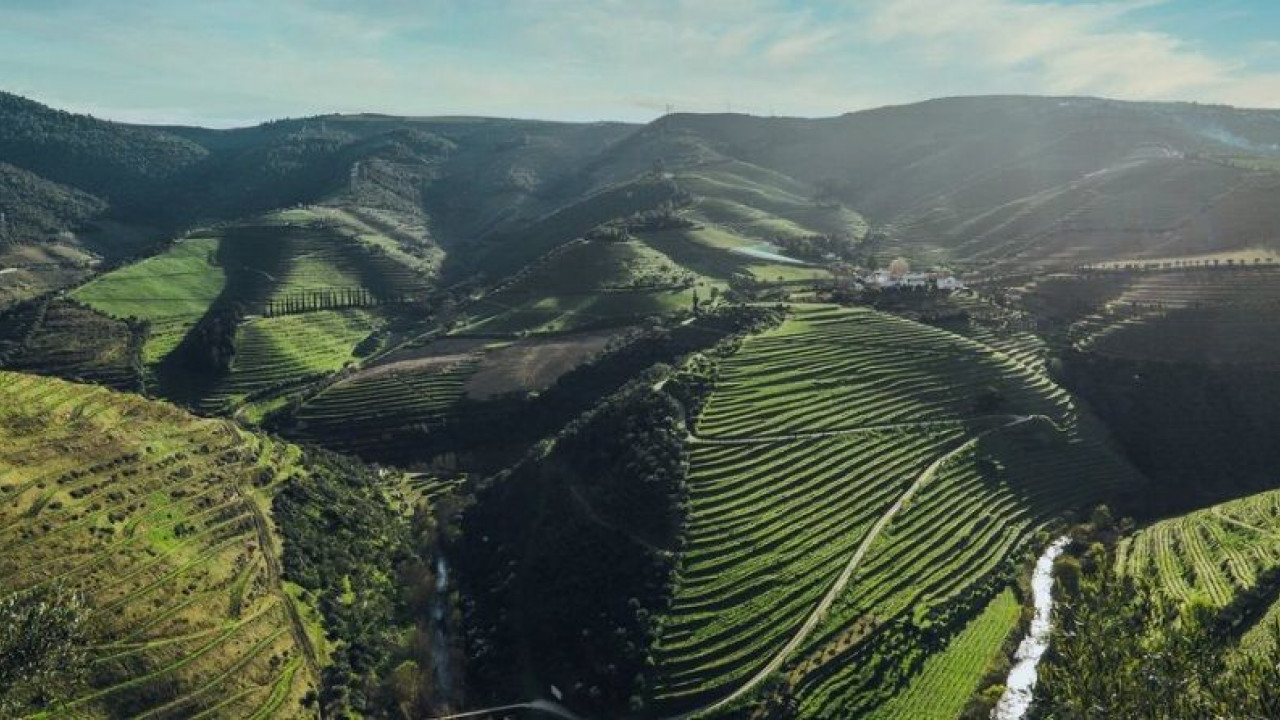 Terreno Agricola ou Rústico para Venda em Ervedosa do Douro Foto 5