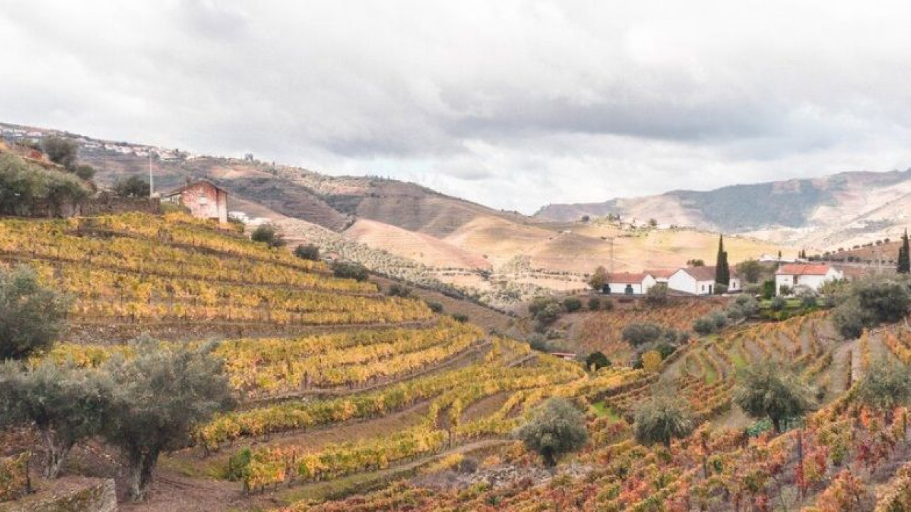 Terreno Agricola ou Rústico para Venda em Ervedosa do Douro Foto 7