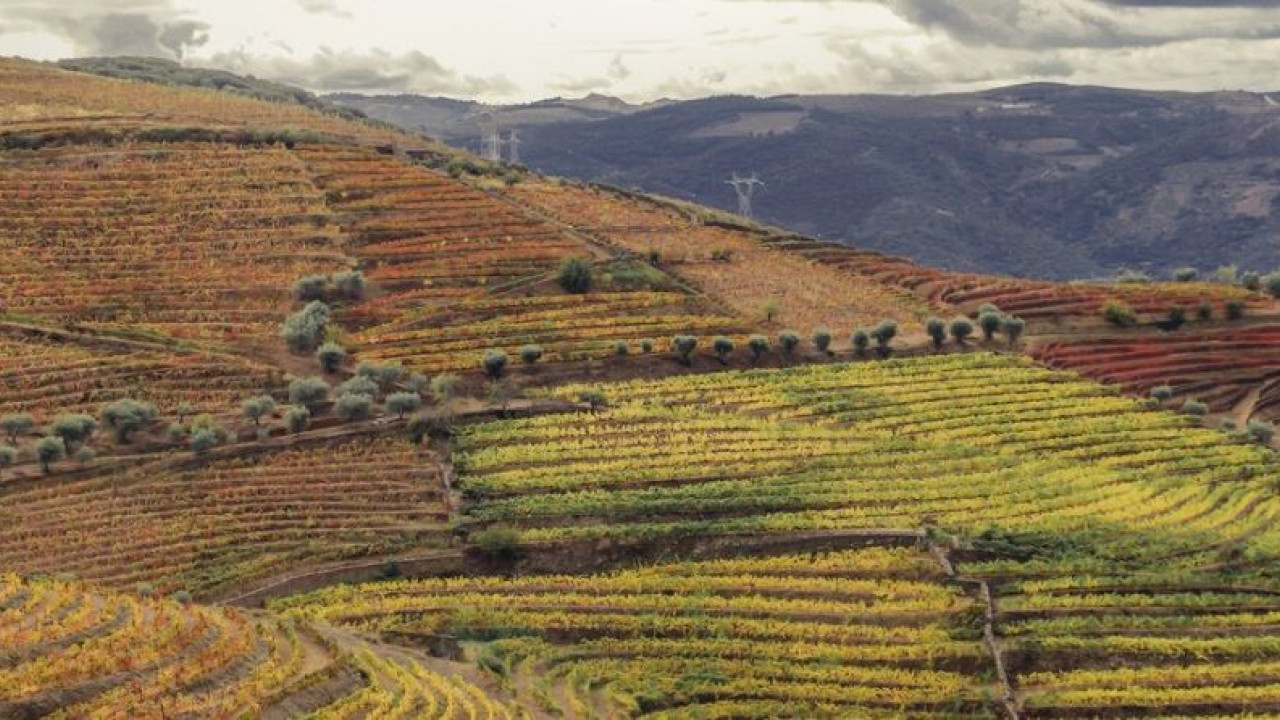 Terreno Agricola ou Rústico para Venda em Ervedosa do Douro Foto 8