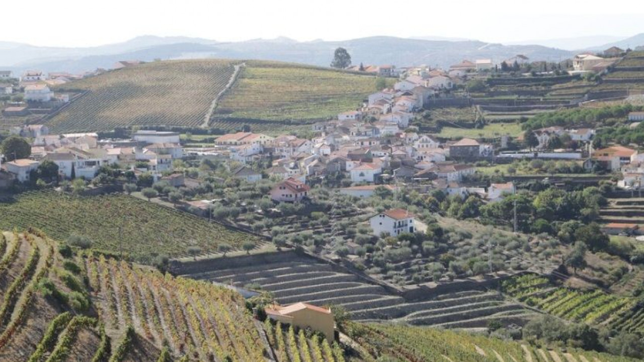 Terreno Agricola ou Rústico para Venda em Ervedosa do Douro Foto 9
