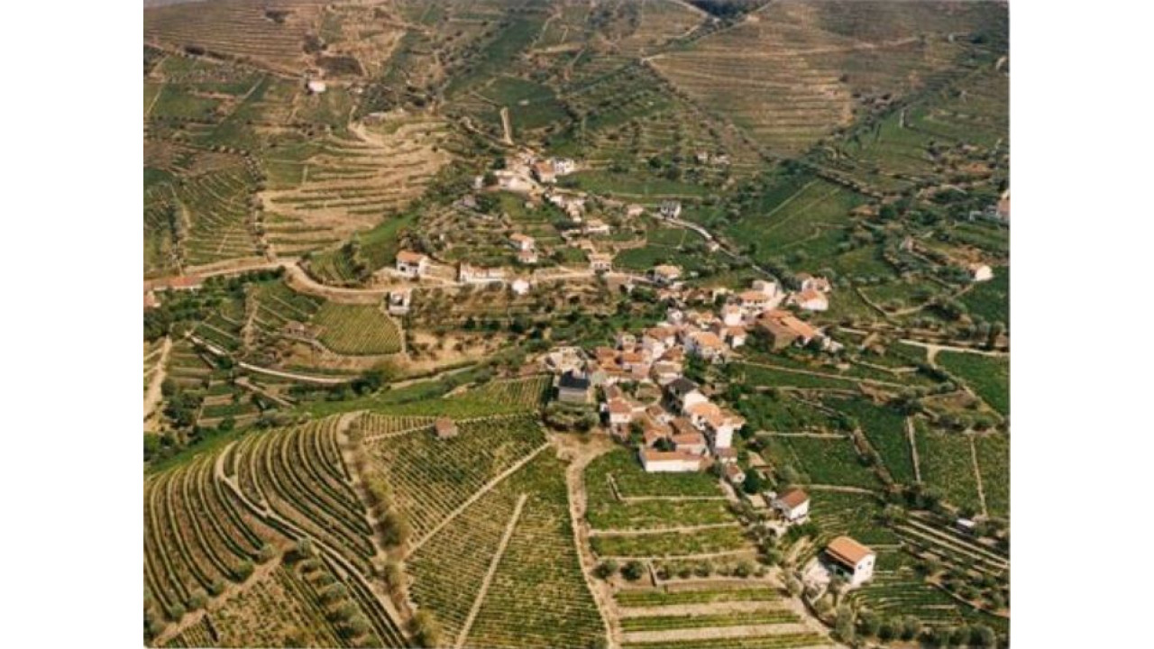 Terreno Agricola ou Rústico para Venda em Ervedosa do Douro Foto 12