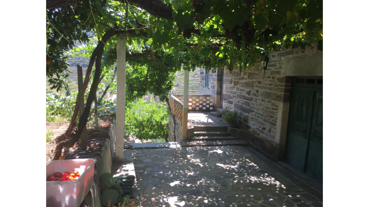 Terreno Agricola ou Rústico para Venda em Ervedosa do Douro Foto 13