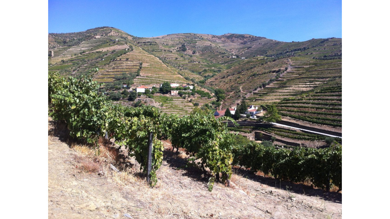 Terreno Agricola ou Rústico para Venda em Ervedosa do Douro Foto 16