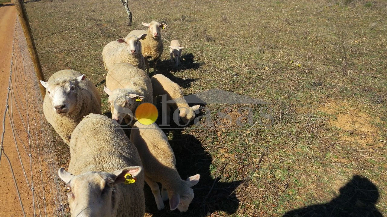 Terreno Misto para Venda em Santa Catarina Foto 10