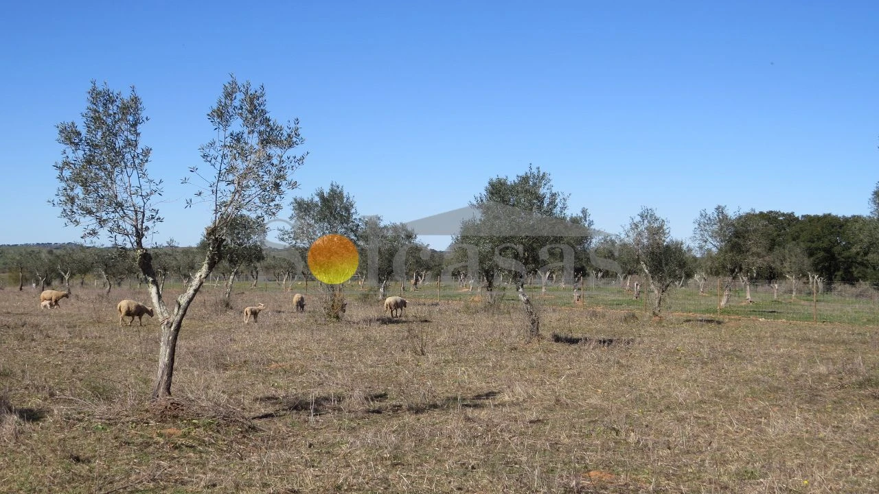 Terreno para Venda em Santa Catarina Foto 4