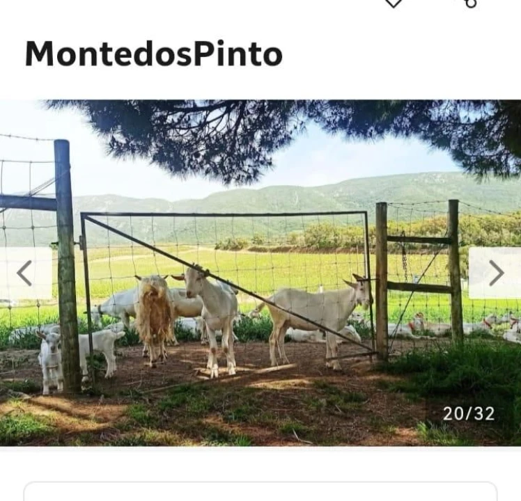 Moradia T4 para Arrendamento em Casais da Serra Foto 22