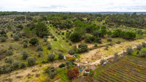 Terreno para Venda em Cabeção