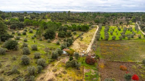 Terreno para Venda em Cabeção