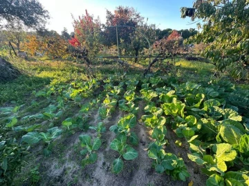 Terreno para Venda em Cabeção