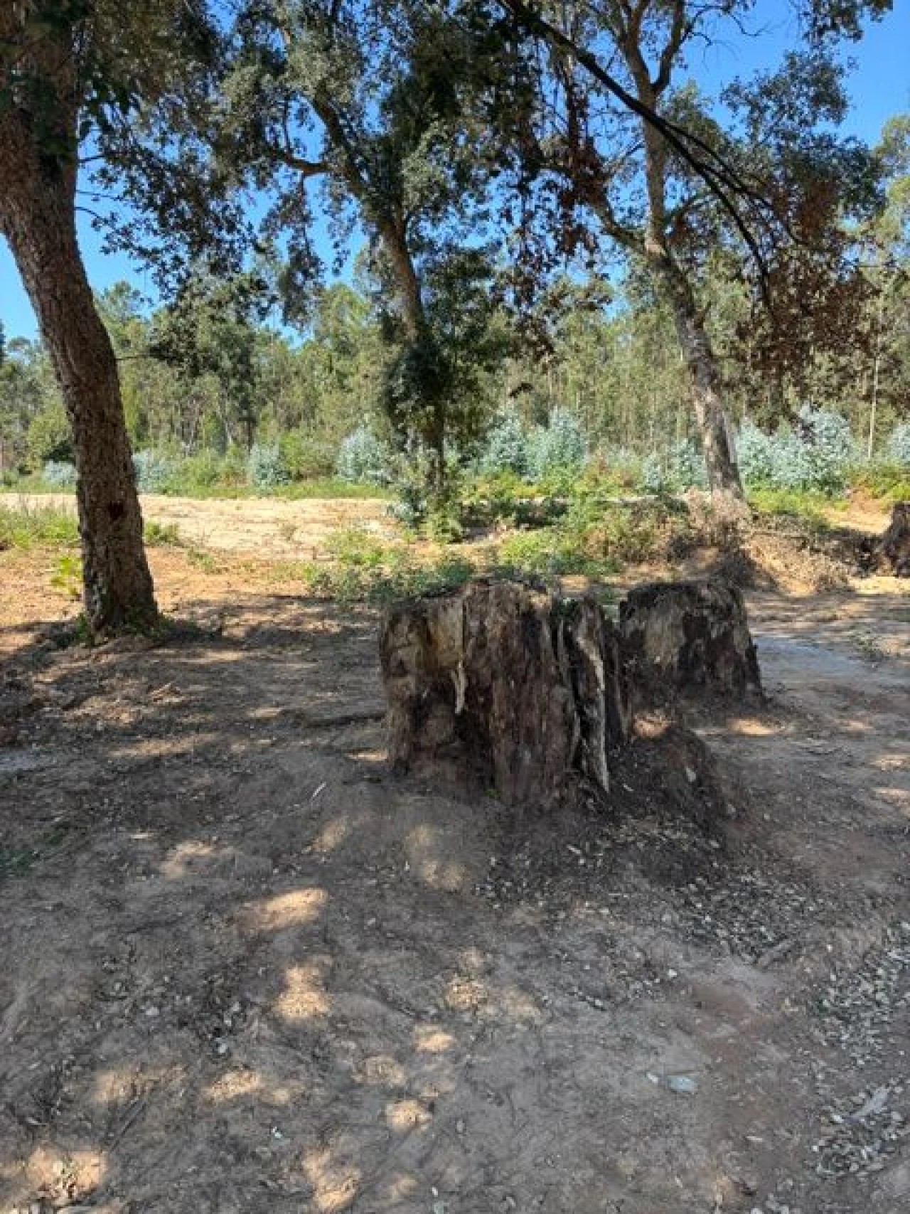 Terreno P/ Prédio para Venda em Vilar Foto 6