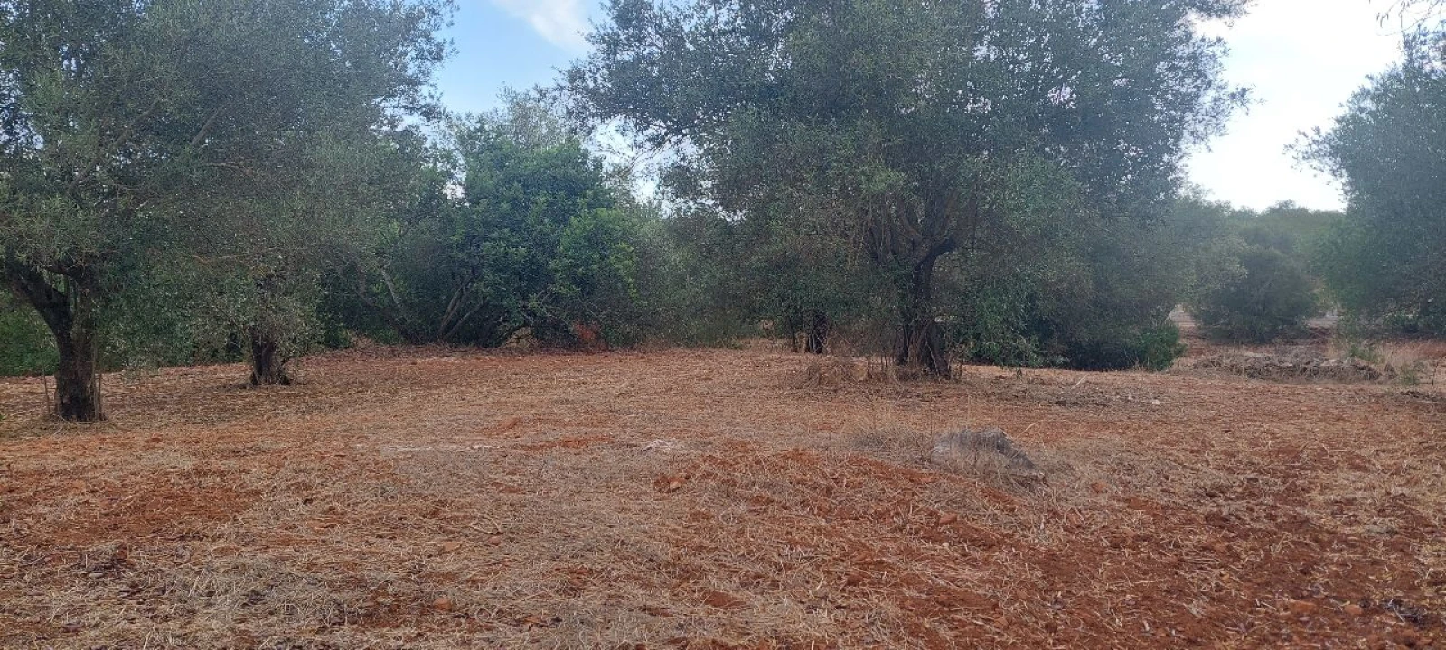 Terreno para Venda em Loulé Foto 3