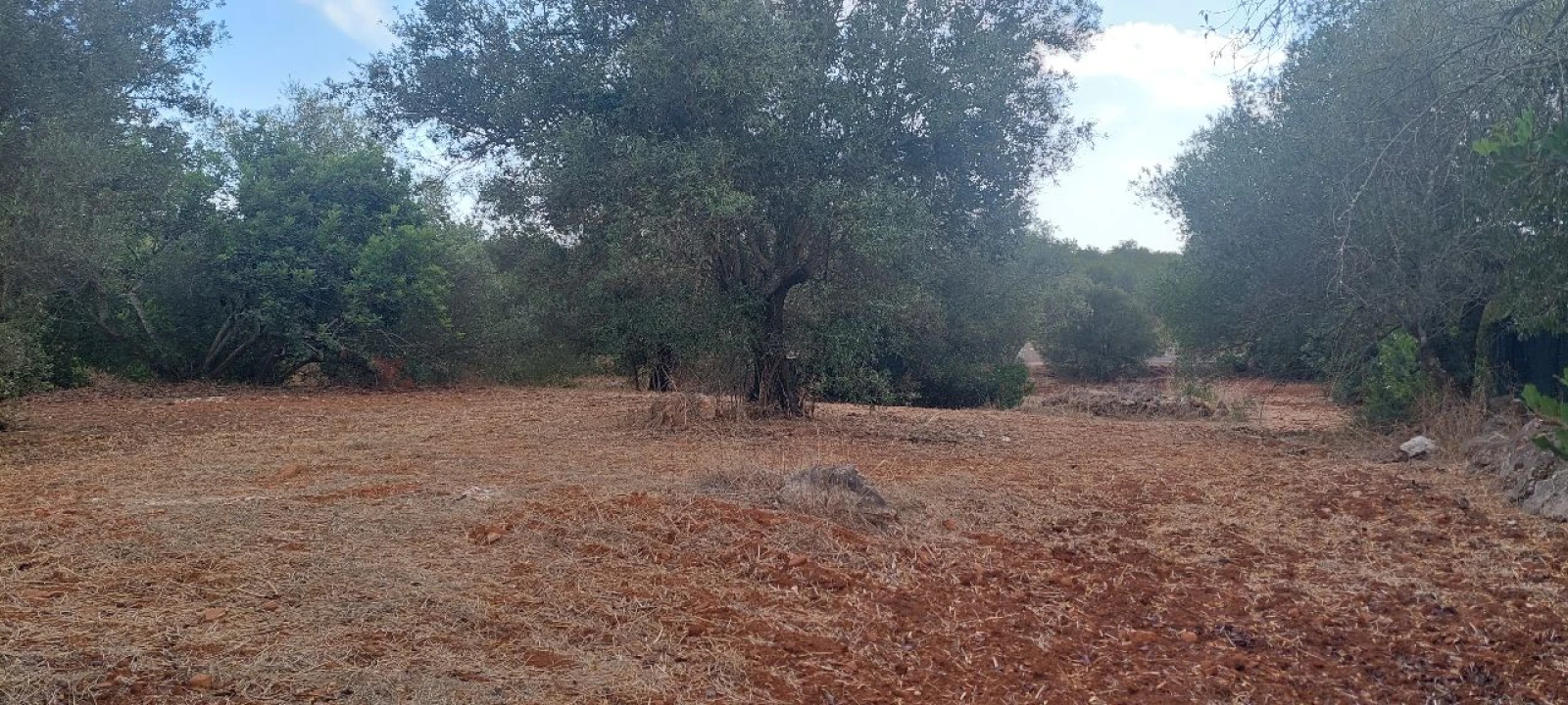 Terreno para Venda em Loulé Foto 4