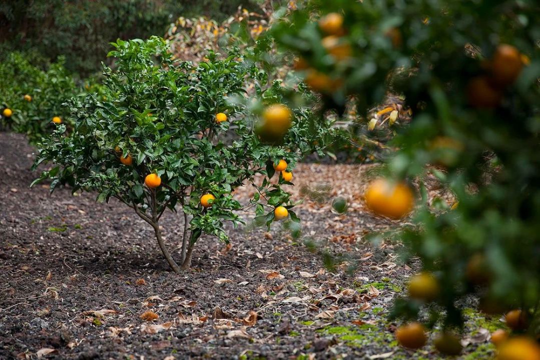 Moradia T3 para Arrendamento em S. Caetano - Terra do Pão Foto 6