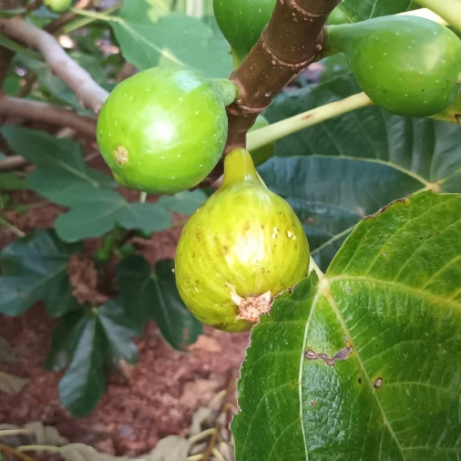 Moradia T3 para Arrendamento em S. Caetano - Terra do Pão Foto 5