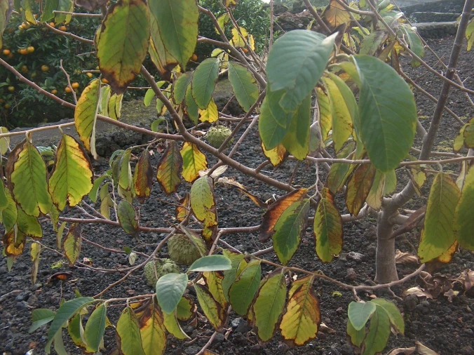 Moradia T3 para Arrendamento em S. Caetano - Terra do Pão Foto 7