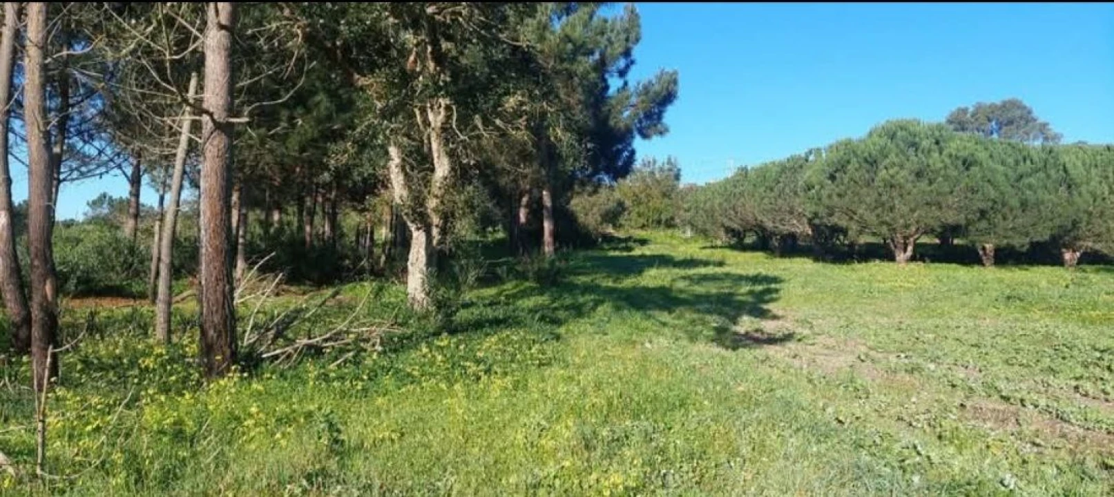 Terreno para Venda em Aljezur Foto 34