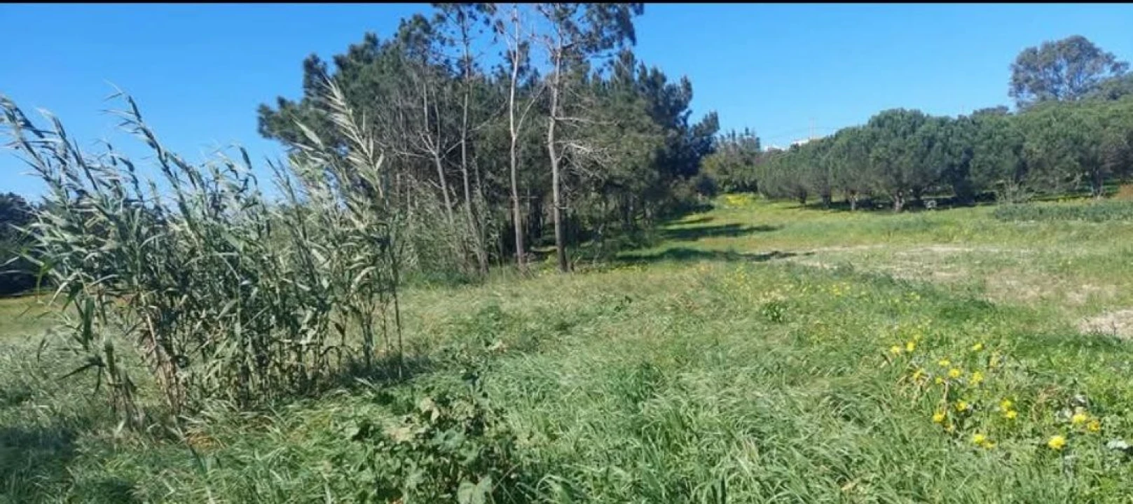Terreno para Venda em Aljezur Foto 43