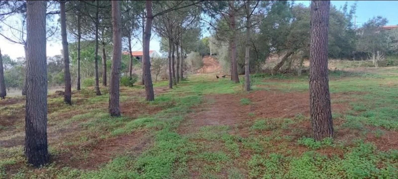 Terreno para Venda em Aljezur Foto 58