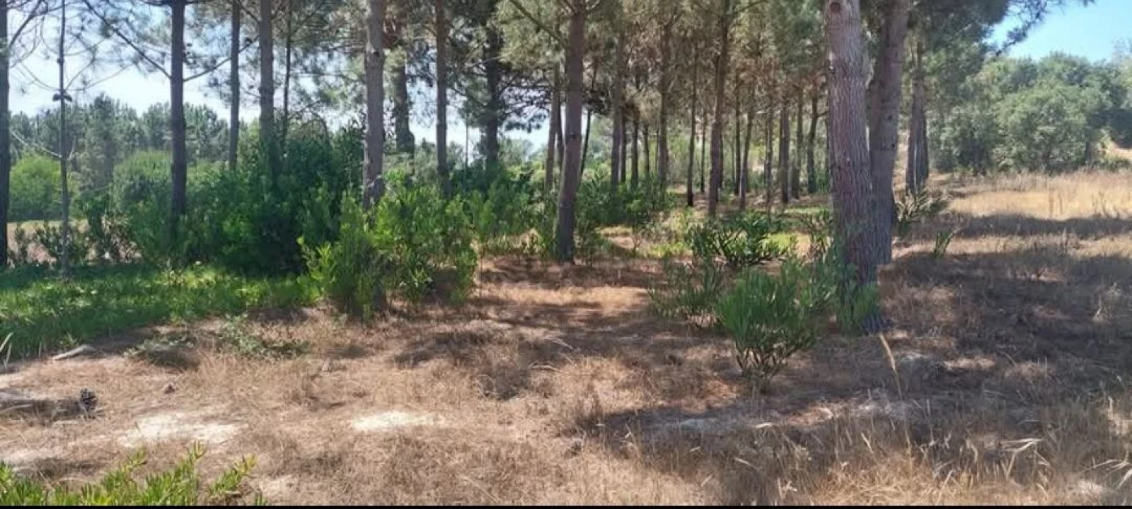 Terreno para Venda em Aljezur Foto 67