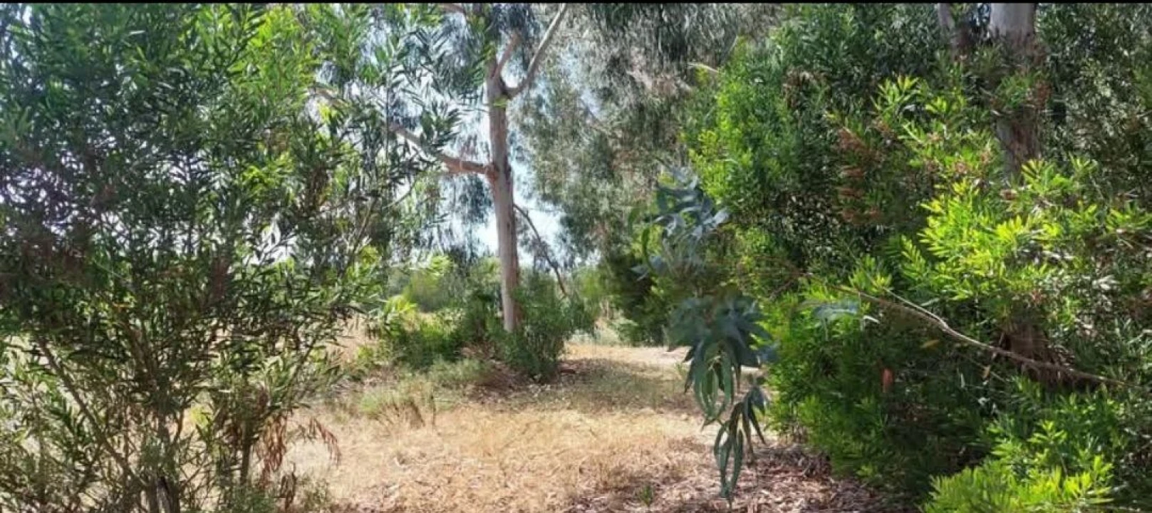 Terreno para Venda em Aljezur Foto 70