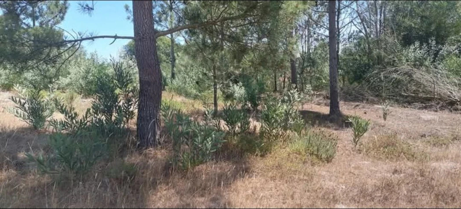 Terreno para Venda em Aljezur Foto 69