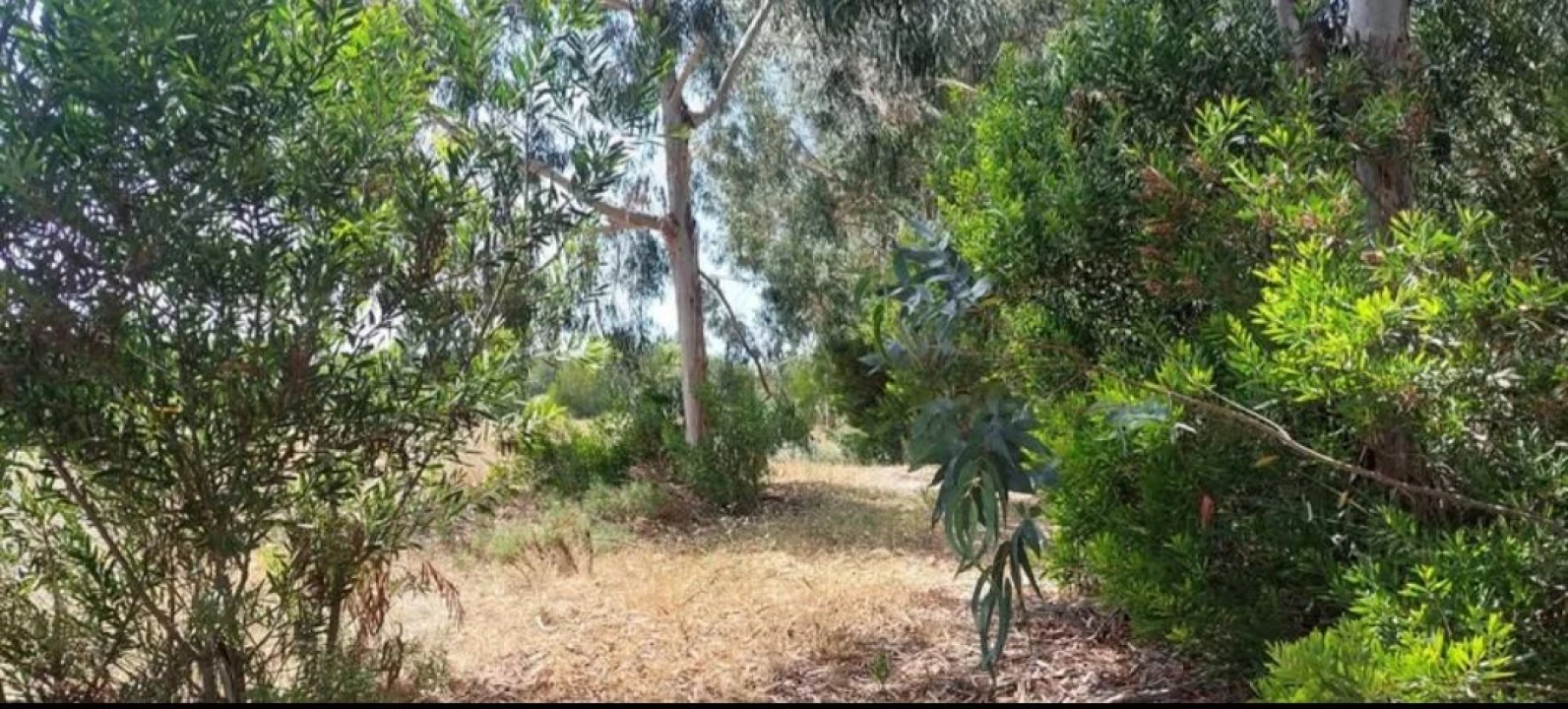 Terreno para Venda em Aljezur Foto 72