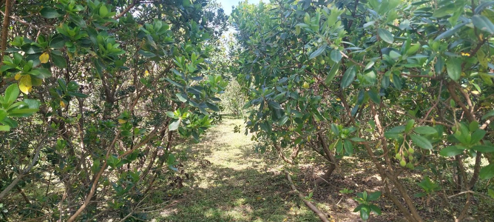 Terreno para Venda em Castro Verde Foto 19