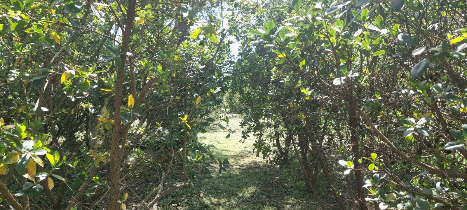 Terreno para Venda em Castro Verde Foto 20