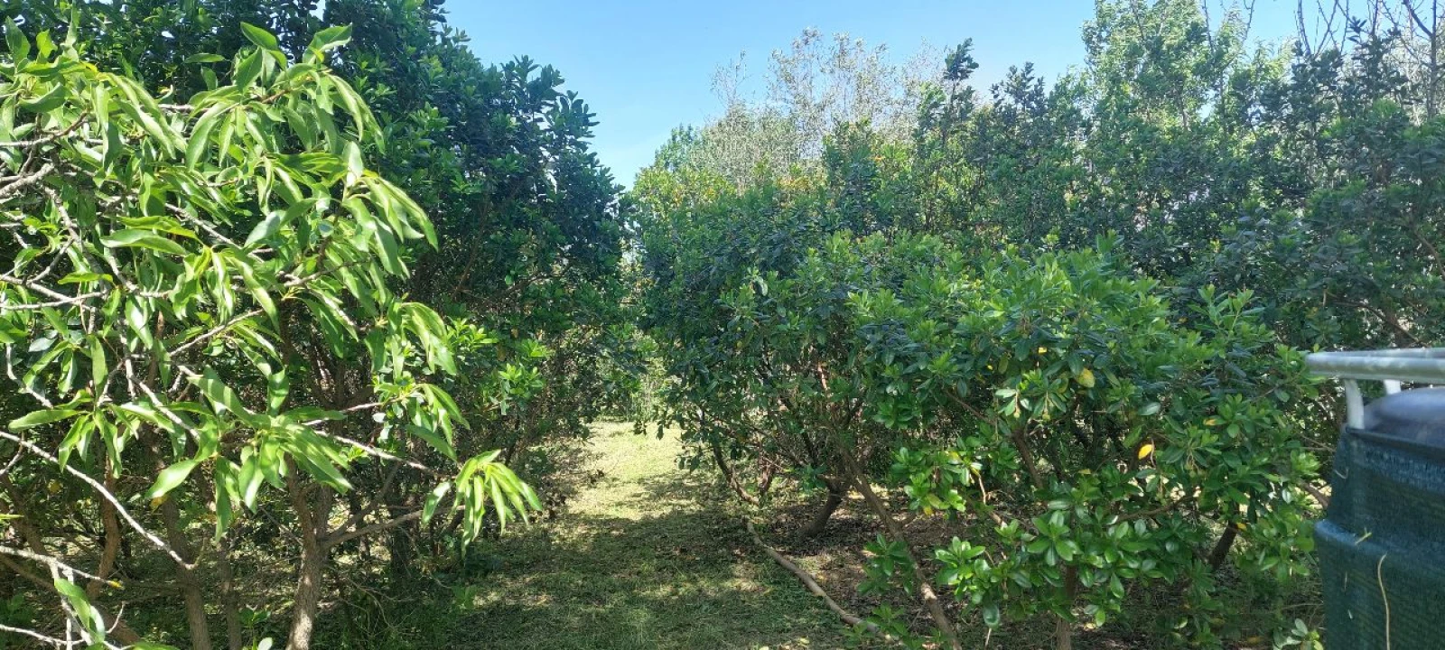 Terreno para Venda em Castro Verde Foto 21