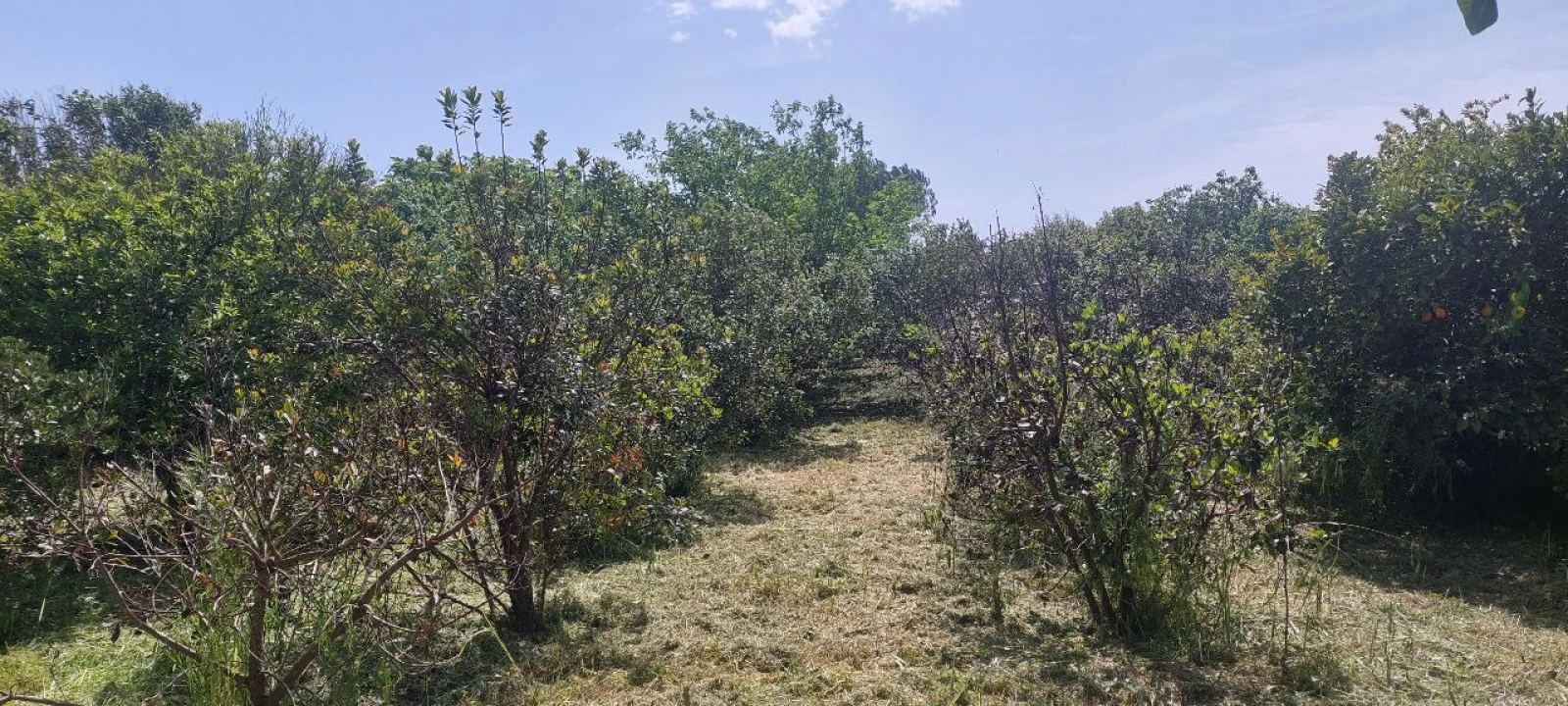 Terreno para Venda em Castro Verde Foto 25
