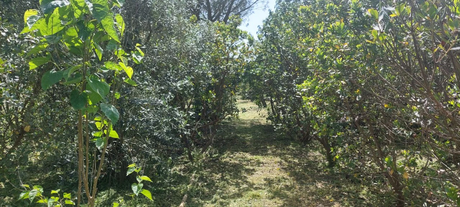 Terreno para Venda em Castro Verde Foto 28
