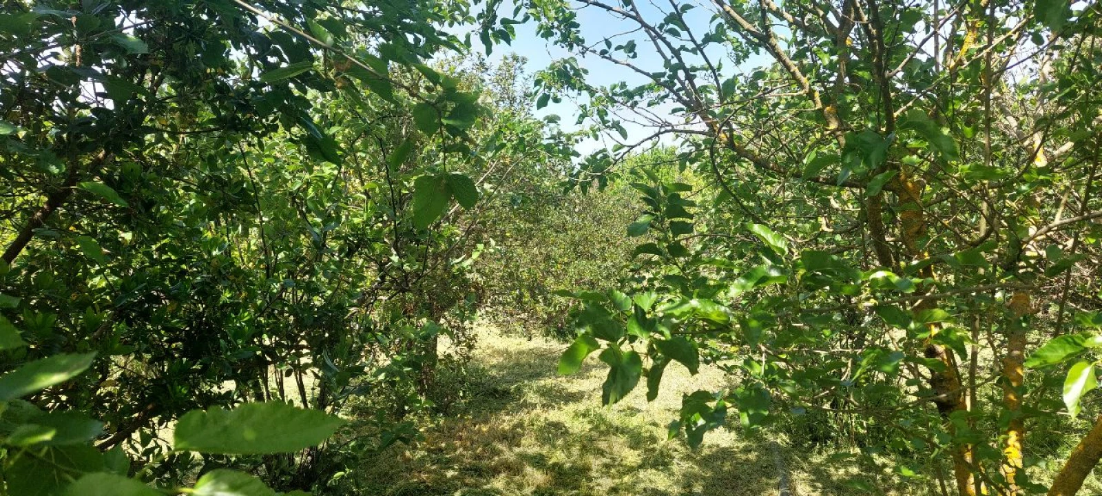 Terreno para Venda em Castro Verde Foto 29