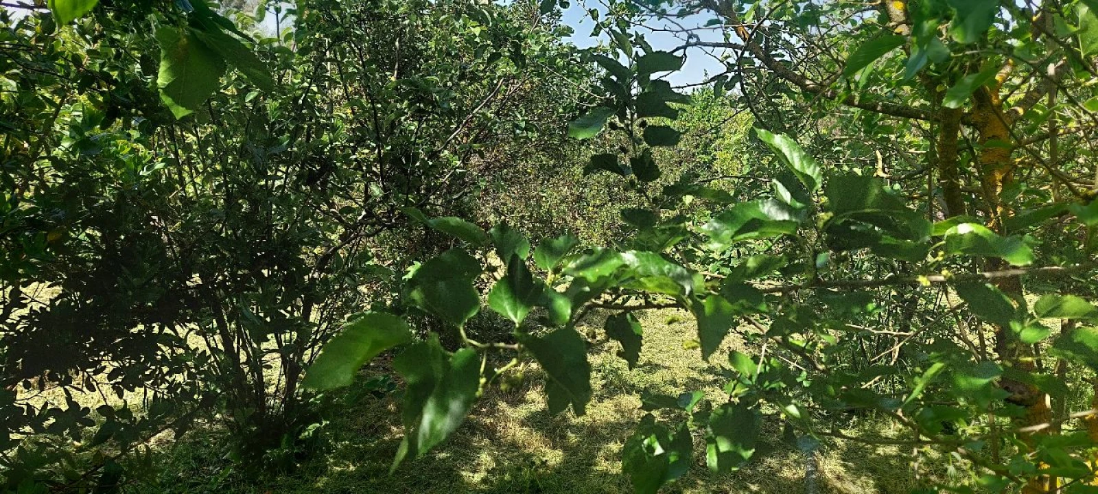Terreno para Venda em Castro Verde Foto 30