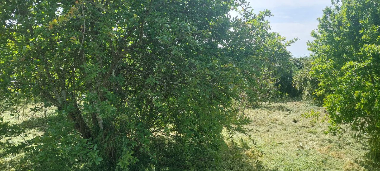 Terreno para Venda em Castro Verde Foto 31