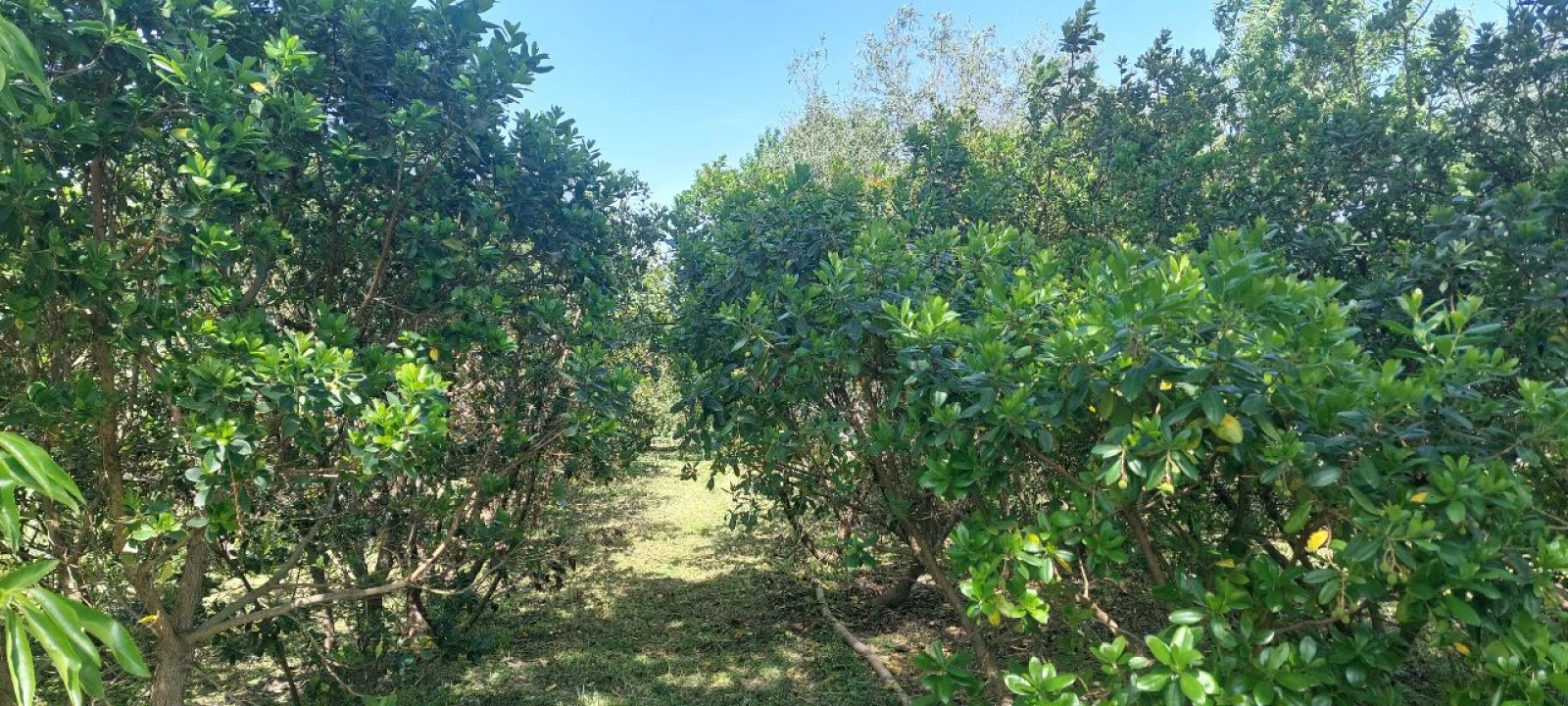 Terreno para Venda em Castro Verde Foto 32
