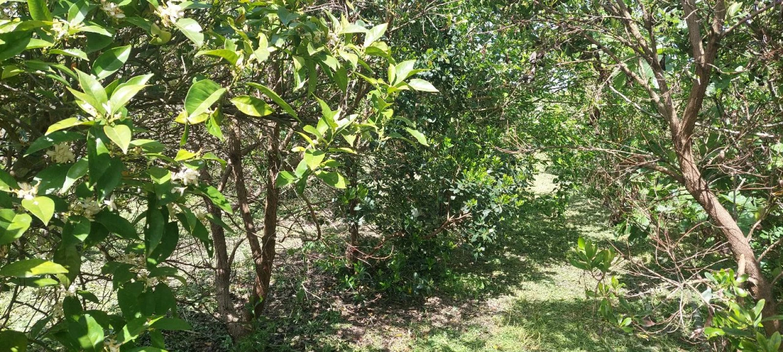 Terreno para Venda em Castro Verde Foto 33