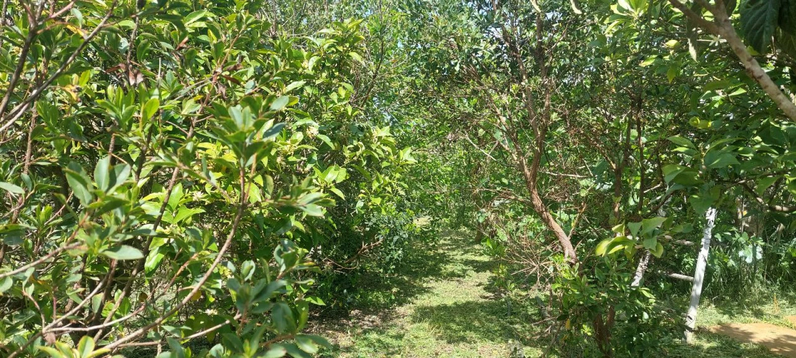 Terreno para Venda em Castro Verde Foto 34