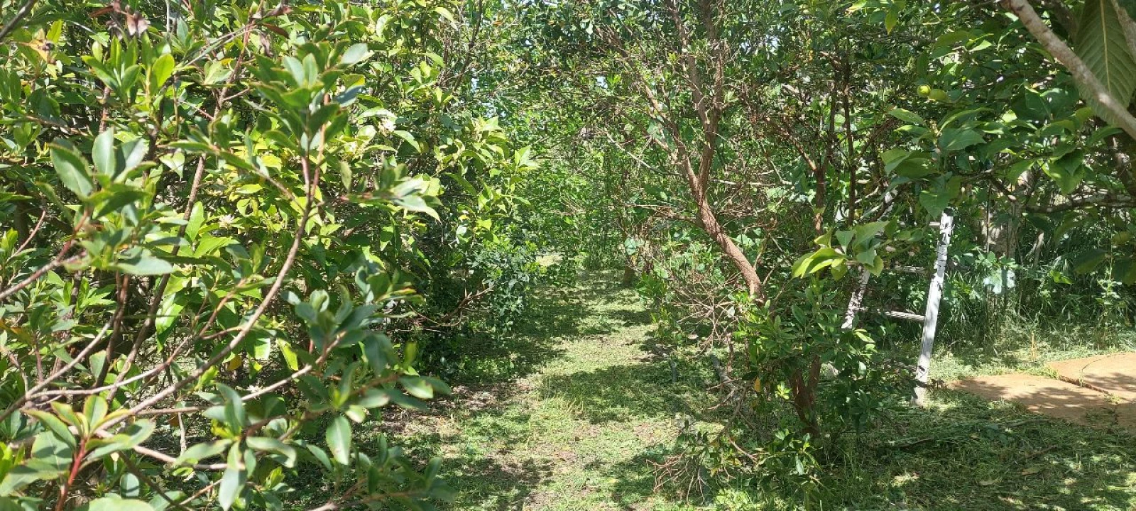 Terreno para Venda em Castro Verde Foto 37