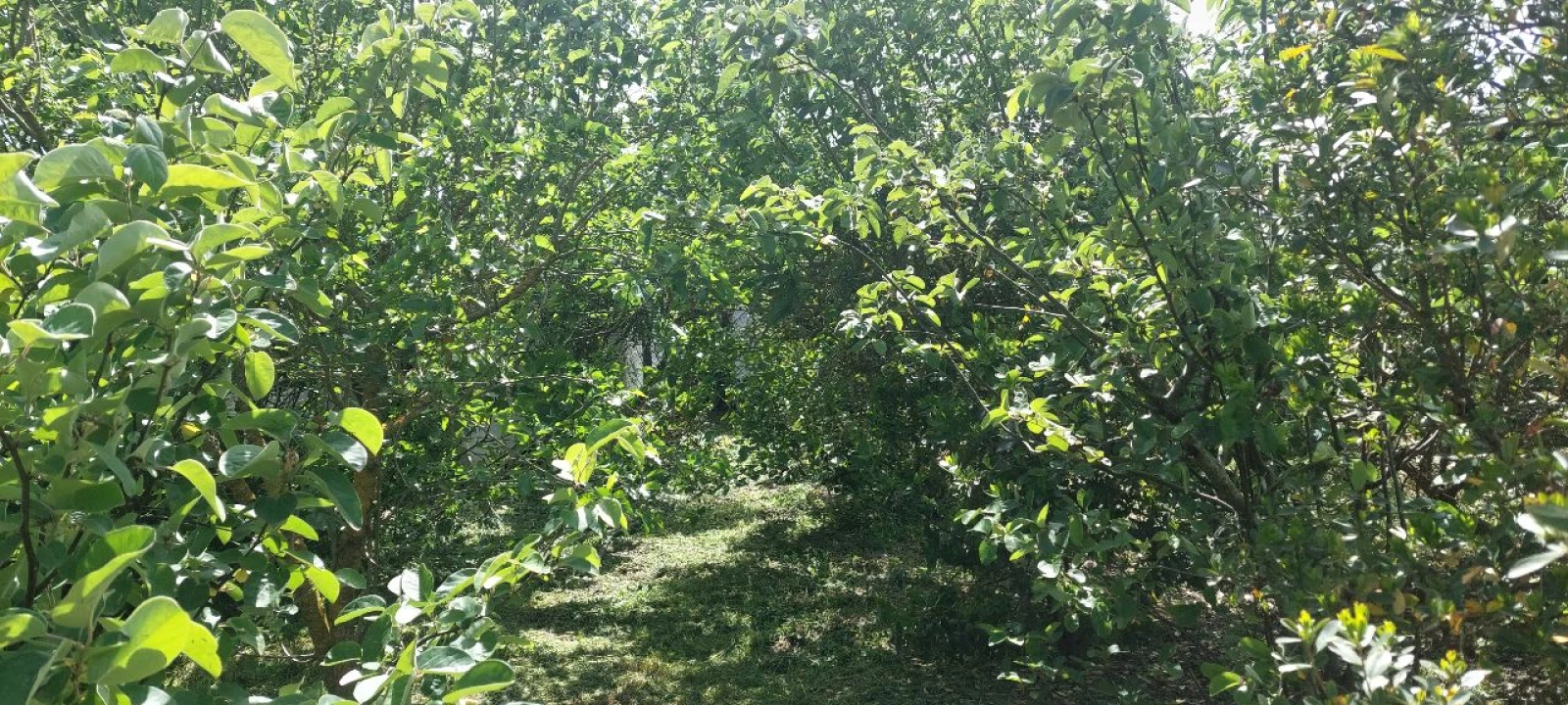 Terreno para Venda em Castro Verde Foto 38