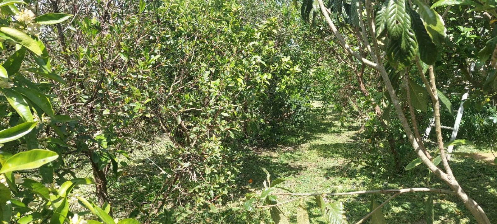 Terreno para Venda em Castro Verde Foto 39