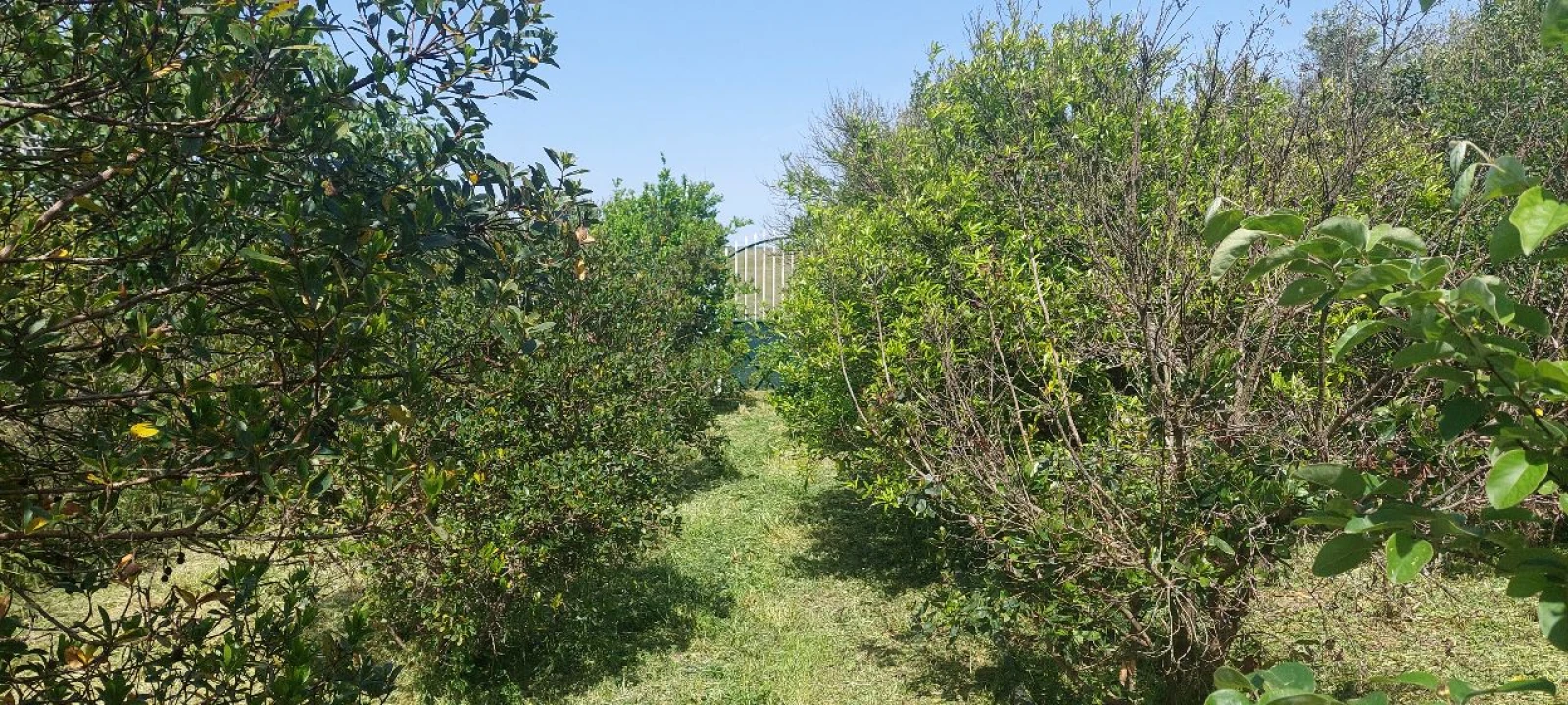 Terreno para Venda em Castro Verde Foto 43