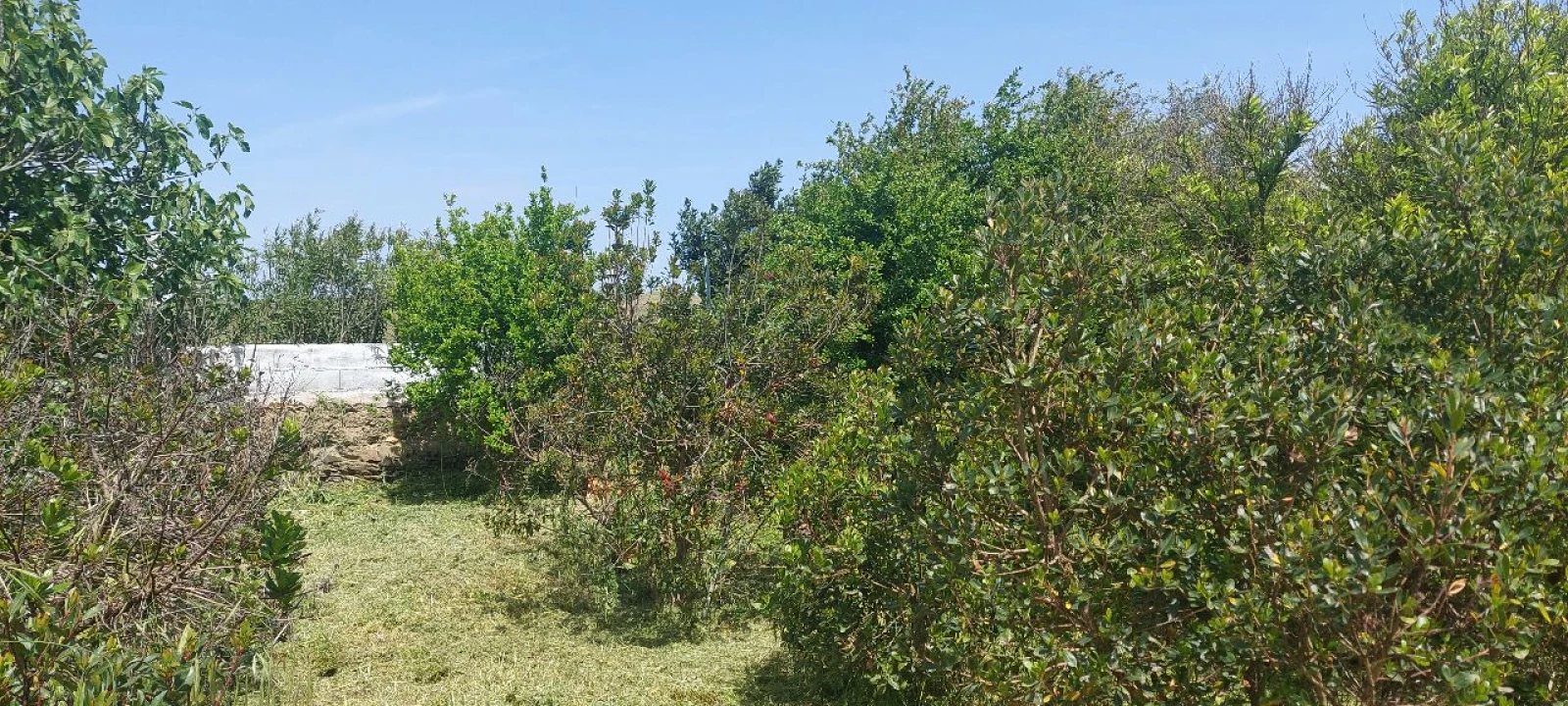 Terreno para Venda em Castro Verde Foto 46