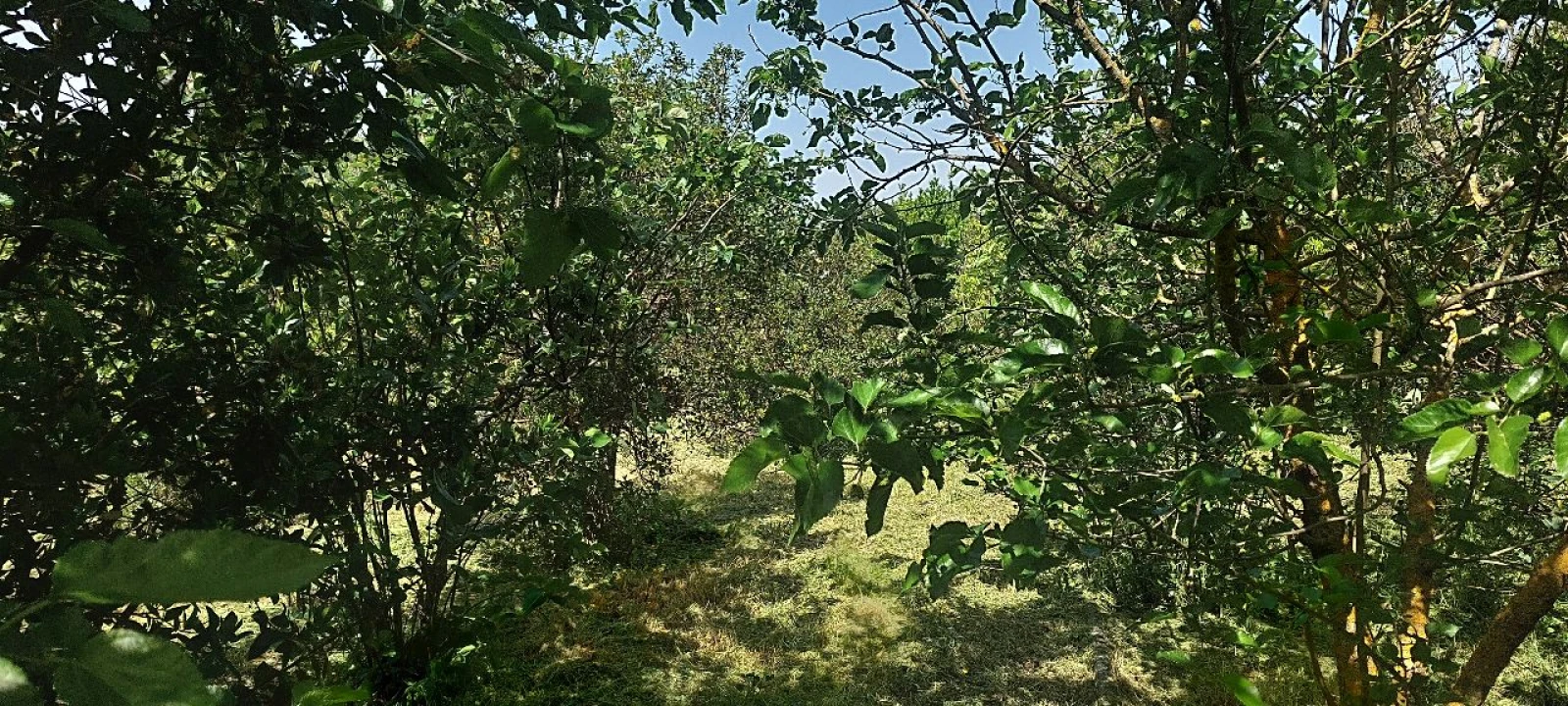 Terreno para Venda em Castro Verde Foto 47