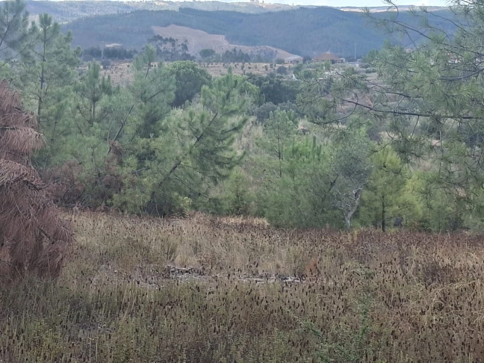 Terreno para Venda em Tapada de Tamões, Lentiscais, Castelo Branco Foto 1
