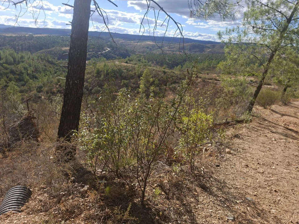 Terreno para Venda em Tapada de Tamões, Lentiscais, Castelo Branco Foto 2