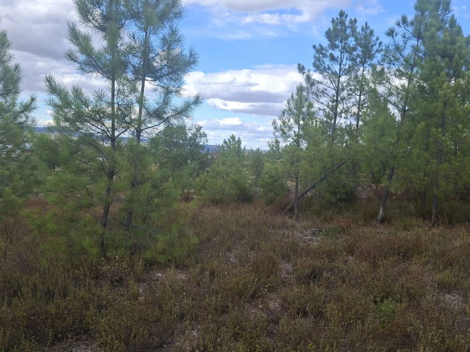 Terreno para Venda em Tapada de Tamões, Lentiscais, Castelo Branco Foto 5